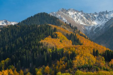 Kazakistan 'daki Zailiyskiy Alatau dağlarının yamaçlarında sonbahar yaprakları olan ağaçlar.