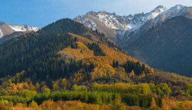 Kazakistan 'daki Zailiyskiy Alatau dağlarının yamaçlarında sonbahar yaprakları olan ağaçlar.