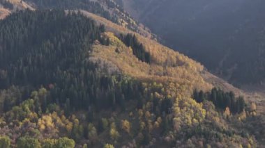  Trans-Ili Alatau dağlarının resimli yamaçlarında bir sonbahar akşamı Kazakistan 'ın güneydoğusunda sarı ağaçlar ve köknar ağaçları vardı.
