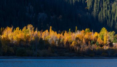 Bir sonbahar sabahı, bir gölün kıyısındaki dağlık yamaçlarda karışık bir orman.