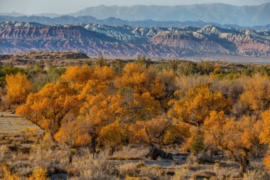 Resimli turangolar (kavak cinsinden ağaçlar) bir sonbahar akşamında