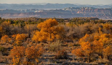 Resimli turangolar (kavak cinsinden ağaçlar) bir sonbahar akşamında