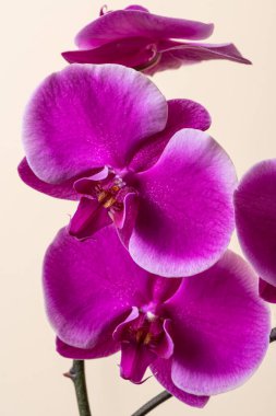 Tarafsız arkaplanda güzel pembe orkide çiçeği
