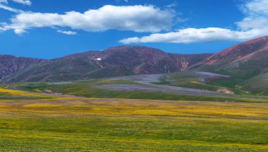 Güneydoğu Kazakistan 'ın Almaty bölgesindeki Asy yüksek dağlık platosu bahar çiçekleriyle kaplıydı.
