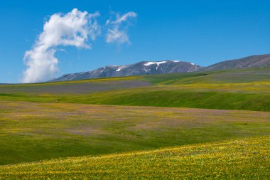 Güneydoğu Kazakistan 'ın Almaty bölgesindeki Asy yüksek dağlık platosu bahar çiçekleriyle kaplıydı.