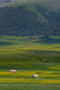 Güneydoğu Kazakistan 'ın Almaty bölgesinde bir bahar günü, yüksek dağ platosunda otlayan atlar.