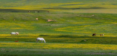 Güneydoğu Kazakistan 'ın Almaty bölgesinde bir bahar günü, yüksek dağ platosunda otlayan atlar.