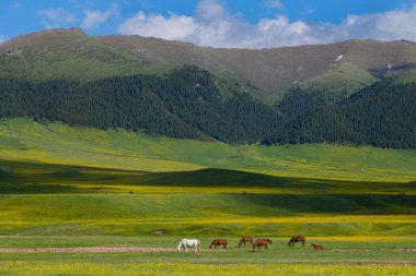Güneydoğu Kazakistan 'ın Almaty bölgesinde bir bahar günü, yüksek dağ platosunda otlayan atlar.