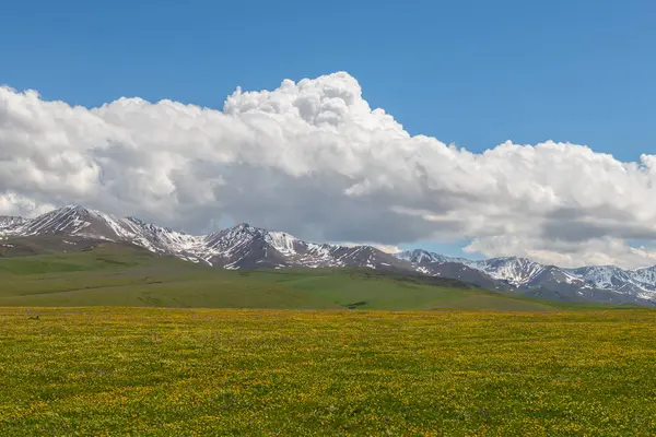 Güneydoğu Kazakistan 'ın Almaty bölgesindeki Asy yüksek dağlık platosu bahar çiçekleriyle kaplıydı.
