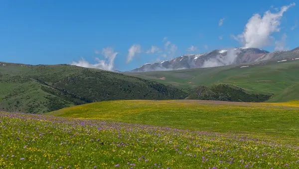 Güneydoğu Kazakistan 'ın Almaty bölgesindeki Asy yüksek dağlık platosu bahar çiçekleriyle kaplıydı.