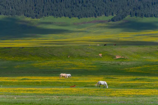 Güneydoğu Kazakistan 'ın Almaty bölgesinde bir bahar günü, yüksek dağ platosunda otlayan atlar.
