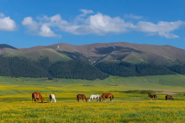 Güneydoğu Kazakistan 'ın Almaty bölgesinde bir bahar günü, yüksek dağ platosunda otlayan atlar.