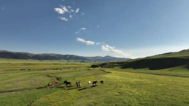 Güneydoğu Kazakistan 'ın Almaty bölgesinde bir bahar günü, yüksek dağ platosunda otlayan atlar.