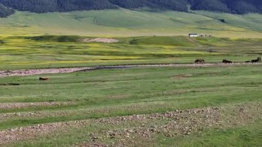 Güneydoğu Kazakistan 'ın Almaty bölgesinde bir bahar günü, yüksek dağ platosunda otlayan atlar.