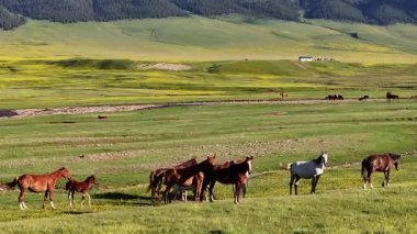 Güneydoğu Kazakistan 'ın Almaty bölgesinde bir bahar günü, yüksek dağ platosunda otlayan atlar.