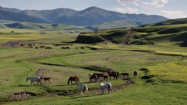 Güneydoğu Kazakistan 'ın Almaty bölgesinde bir bahar günü, yüksek dağ platosunda otlayan atlar.