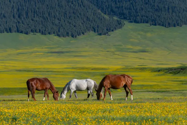 Güneydoğu Kazakistan 'ın Almaty bölgesinde bir bahar günü, yüksek dağ platosunda otlayan atlar.