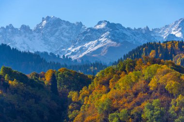 Kazakistan 'daki Zailiyskiy Alatau dağlarının yamaçlarında sonbahar yaprakları olan ağaçlar.
