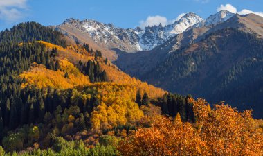 Kazakistan 'daki Zailiyskiy Alatau dağlarının yamaçlarında sonbahar yaprakları olan ağaçlar.