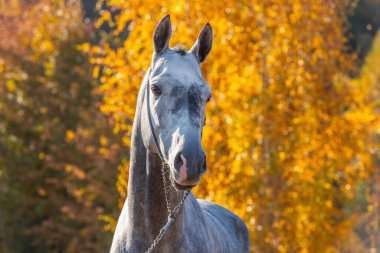 Gri Akhal-Teke aygırı sonbahar yapraklarının arka planında