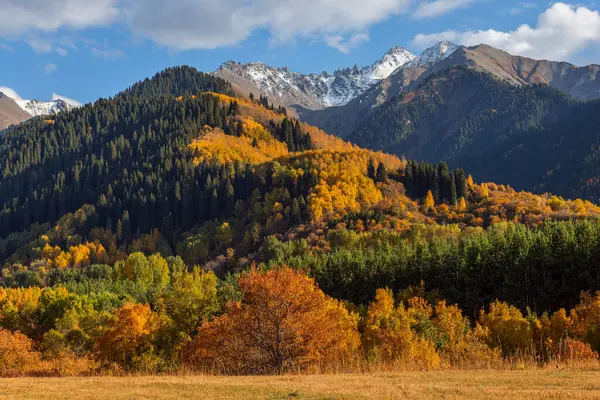 Kazakistan 'daki Zailiyskiy Alatau dağlarının yamaçlarında sonbahar yaprakları olan ağaçlar.
