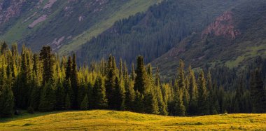 Kuzey Tien Shan dağlarının önündeki vadide resimli ladin ormanları