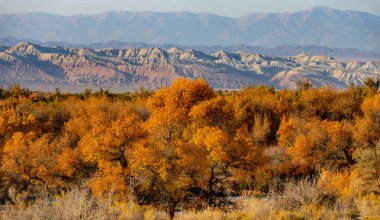 Resimli turangolar (kavak cinsinden ağaçlar) bir sonbahar akşamında
