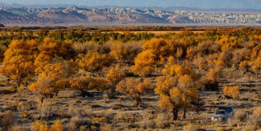 Resimli turangolar (kavak cinsinden ağaçlar) bir sonbahar akşamında