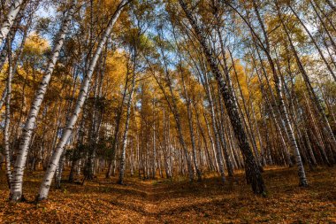 Bir sonbahar günü dağlarda ağaçlık ağaçlık ağaçlar.