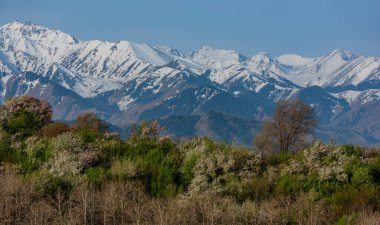 Bir bahar sabahı Kazak şehri Almaty 'nin eteklerindeki bir dağ sırasına karşı çiçek açan ağaçlar.