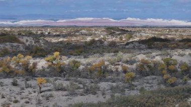 Güneydoğu Kazakistan 'daki Almaty bölgesinin çöllerindeki bir Turanga ağacının (kavak ağacı) bulutlu bir sonbahar gününde dörtlü görüntüsü.