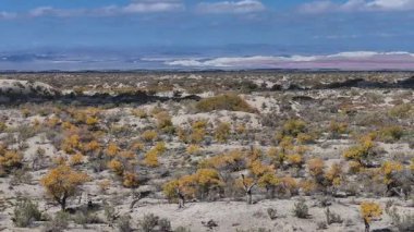 Güneydoğu Kazakistan 'daki Almaty bölgesinin çöllerindeki bir Turanga ağacının (kavak ağacı) bulutlu bir sonbahar gününde dörtlü görüntüsü.