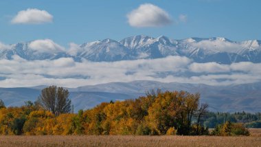 Sarı yapraklı bir sıra ağacın resimli görüntüsü bir sonbahar sabahı bulutlu karlı dağ silsilesine karşı.