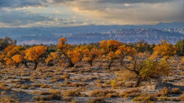Güneydoğu Kazakistan 'da bir sonbahar akşamı, Turanga (kavak) ağaçlarının bulunduğu kumlu bir bölgenin manzarası.
