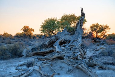 Güneydoğu Kazakistan 'ın Almaty bölgesinde bulutlu bir sonbahar akşamında çölde ölü Turanga ağaçlarının (kavak ağacı) resimli gövdeleri.