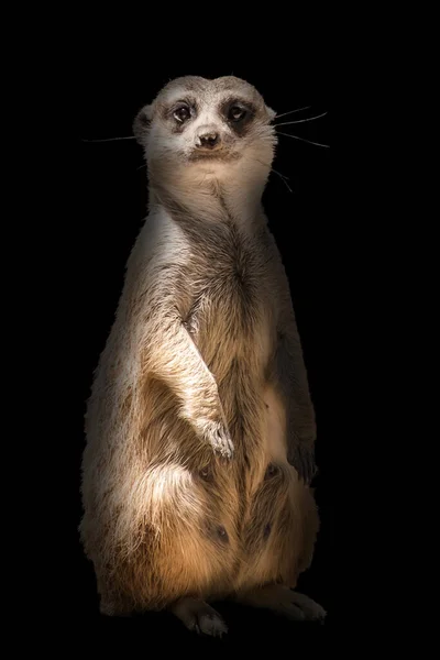 Vooraanzicht Van Een Staande Meerkat Suricata Suricatta Geïsoleerd Zwart — Stockfoto