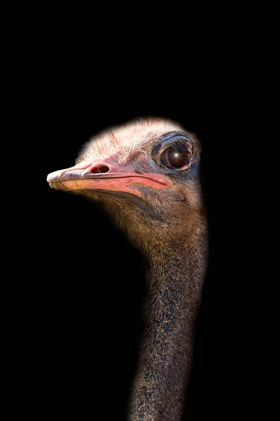 Retrato Cabeça Avestruz Sobre Fundo Preto Conceito Vida Selvagem — Fotografia de Stock