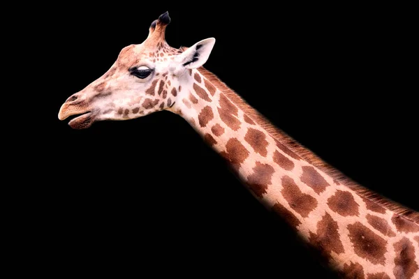 Porträtt Giraffhuvud Svart Bakgrund Begreppet Vilda Djur — Stockfoto