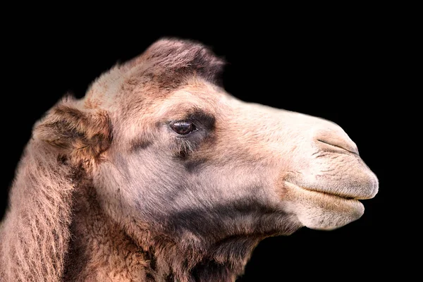 Portrait Bactrian Camel Black Background Wildlife Concept — Stock Photo, Image