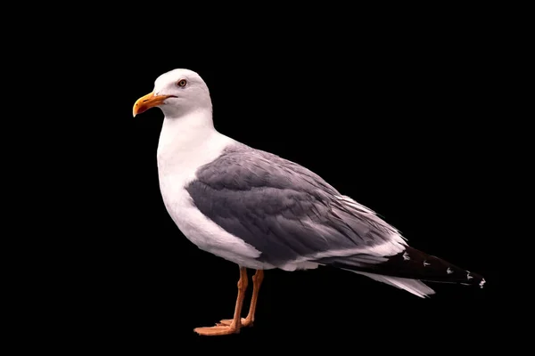 Portrait Seagull Perched Black Background Wildlife Concept — Stock Photo, Image