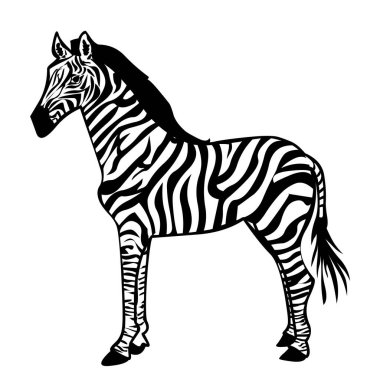 beyaz arkaplanda izole edilmiş zebra