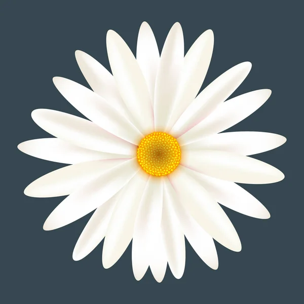 Fleur Blanche Camomille Marguerite Isolée Sur Fond Charbon — Image vectorielle