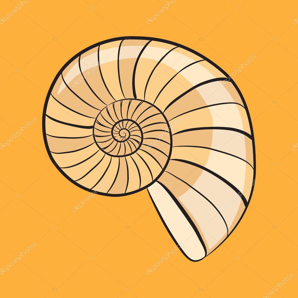 Hand Drawn Nautilus Shell Illustration