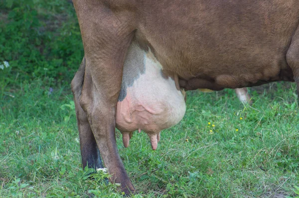 Grande Úbere Cheio Leite Vaca Leiteira Imagem Livre — Fotografia de Stock