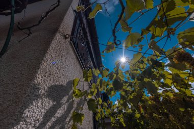 Zidanica 'ya doğru bakın, Dolenjska bölgesindeki tipik Sloven kır evi ya da hafta sonu evi, genellikle üzümlerle dolu üzüm bağlarıyla çevrili..