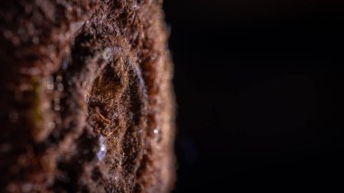 Kivinin yan kısmının makro görüntüsü. Kivi bitkisi ve derisi, kıllı bitki.