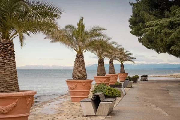 Meerdere Palmen Een Koud Klimaat Aan Een Strand Zittend Oranje Stockafbeelding
