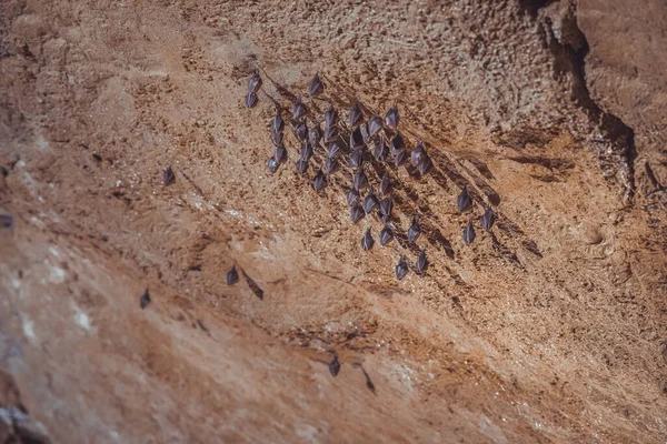 Small bats resting on a cave wall during the winter time. Colony of bats on underground cave rooftop hibernating.