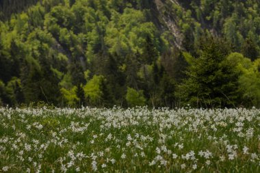 Sloven Karawanken Massiv 'in ünlü Golica dağındaki nergis ya da narsis çiçekleri. Mavi gökyüzü ve çiçeklerle güneşli güzel bir gün.