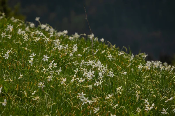 Multidão Narcisos Flores Narcisos Famosa Montanha Golica Esloveno Karawanken Massiv — Fotografia de Stock